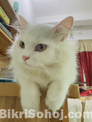 Persian Adult male cat